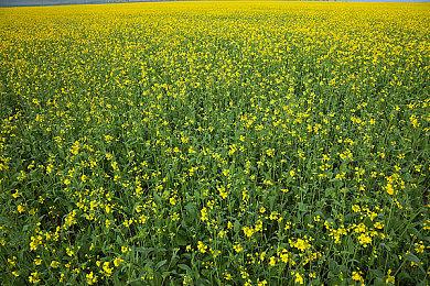 《龙腾世纪：影障守护者》PC版限时免费提供DLC